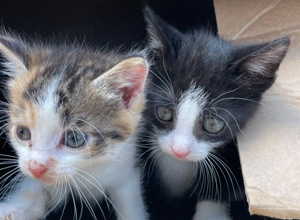Kastrationsaktion Streunerkatzen