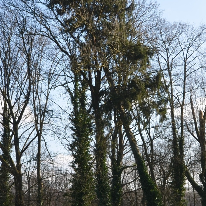 Sturmschaden Friederike: Neue Bäume für den Golfplatz!