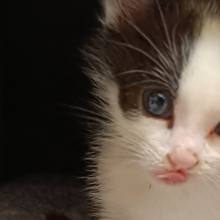 Aktiv gegen das Katzenelend