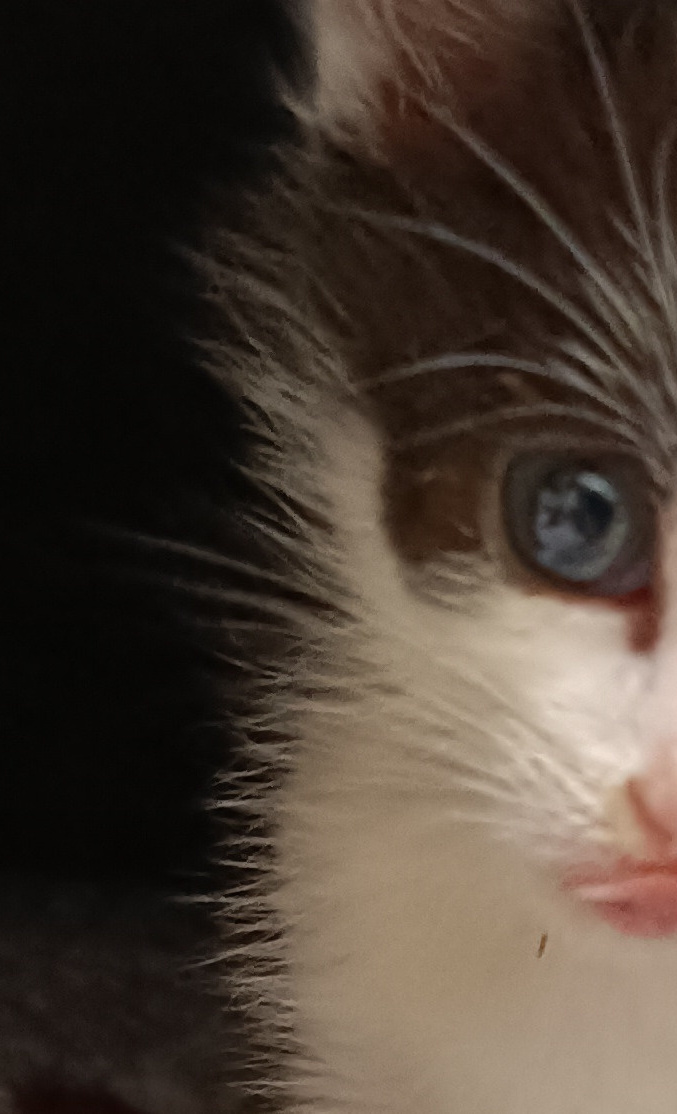 Aktiv gegen das Katzenelend