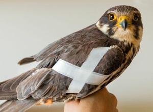 Neubau der Auffangstation für verletzte Greifvögel und Eulen