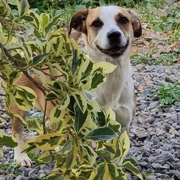 Help for Shelter Dogs Vermittlungsstelle München