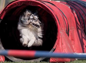 Corona: Wir brauchen Agility-Equipment