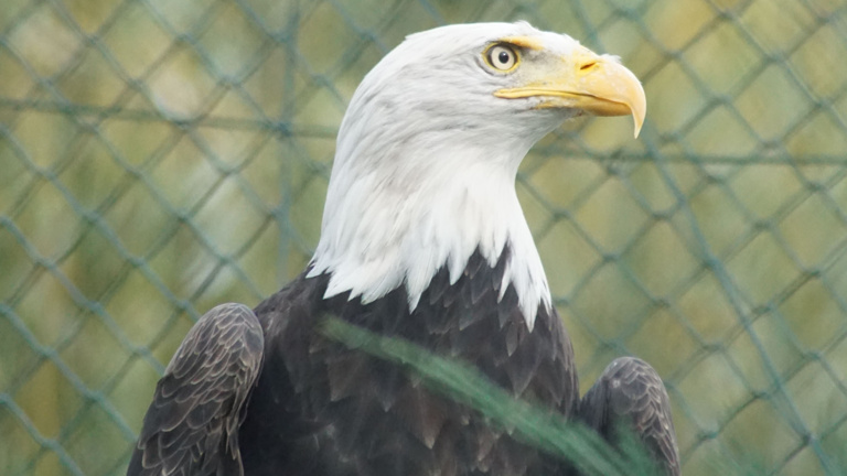 Neue Weißkopfseeadlervoliere im Tiergarten Kleve