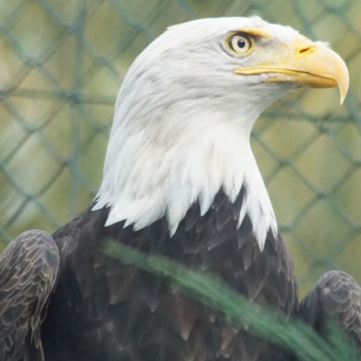 Neue Weißkopfseeadlervoliere im Tiergarten Kleve