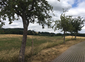 Streuobstwiese Lößnitz