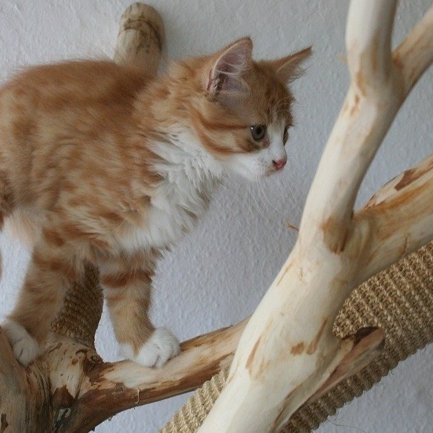 Kratzbäume für unsere Katzen