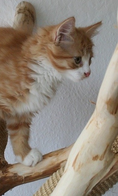 Kratzbäume für unsere Katzen