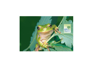 Video - Projekt Froschkönig