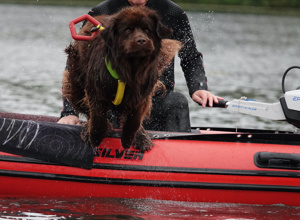 Hunde-Wasserarbeit; mit neuem Motor zu neuen Zielen