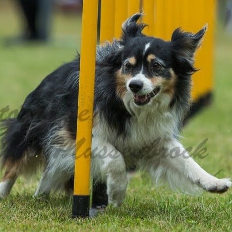 Corona: Wir brauchen Agility-Equipment