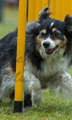 Corona: Wir brauchen Agility-Equipment