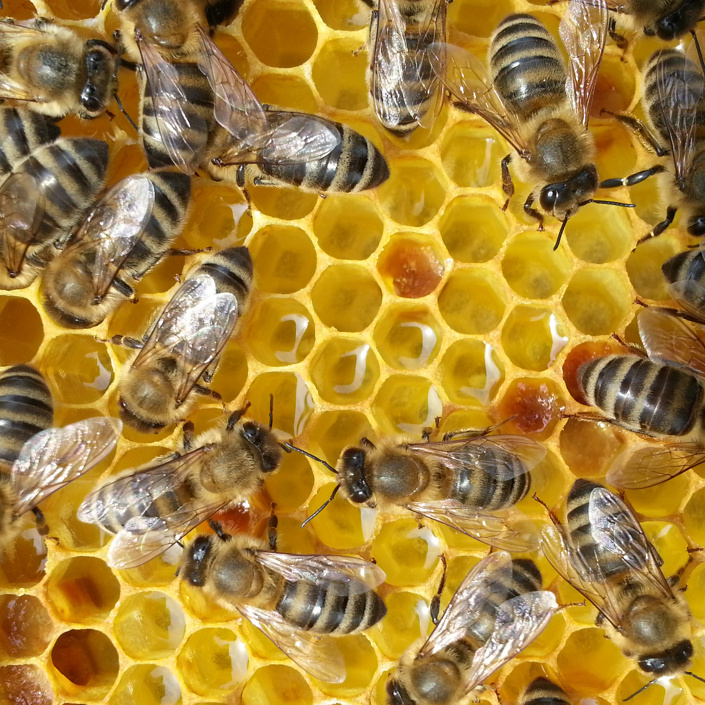 Neubau eines Bienenlehrstandes