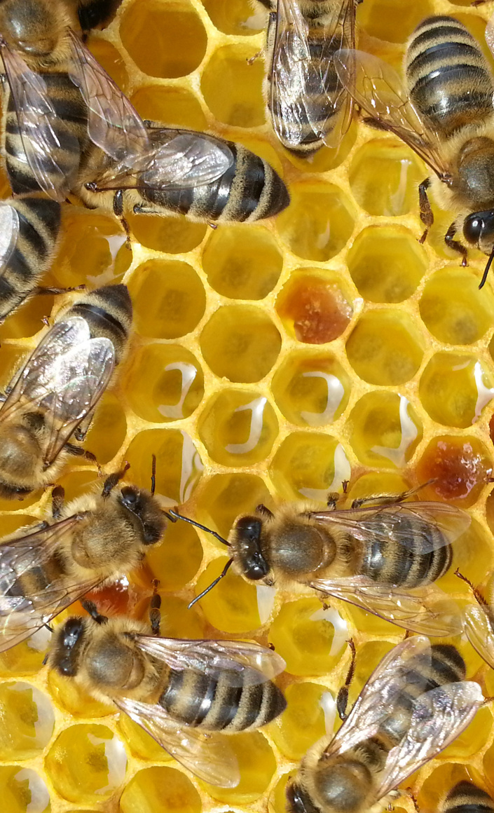 Neubau eines Bienenlehrstandes