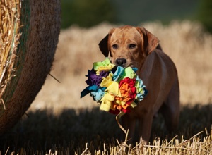 Tierärztliche Eignungsuntersuchungen für 4 Labrador Geschwister
