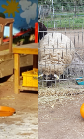 Unsere Farm soll schöner werden