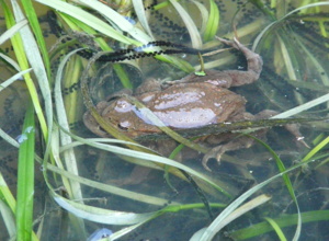 Projekt Froschkönig