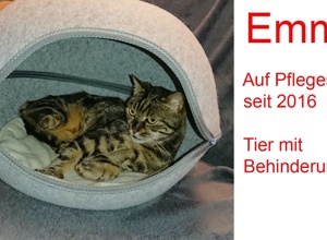 Hilfe für unsere Fellnasen