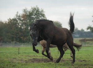 matschfreier Paddock für Gnadenhofpferde
