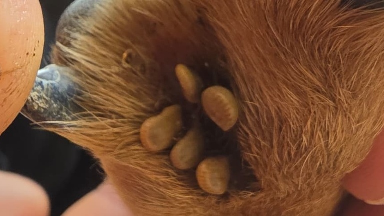 Jetzt schon an den Sommer denken – Schutz für unsere Hunde in Griechen