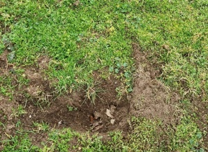 Umzäunung Naturrasen RSH