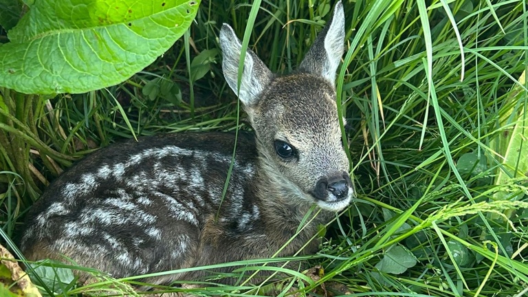 Anschaffung eines Rehkitzrettung-Sets inklusive Wärmebilddrohne