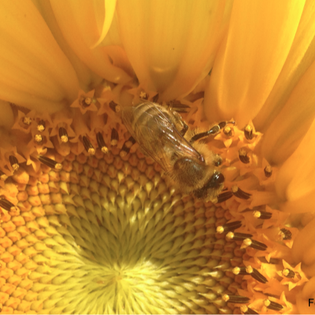 AufGEblüht! Blumen für Bienen