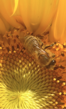 AufGEblüht! Blumen für Bienen