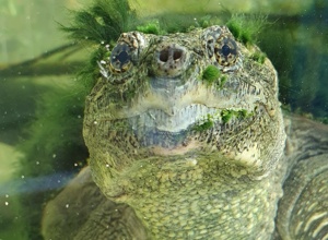 Zaun für gestrandete Schildkröten