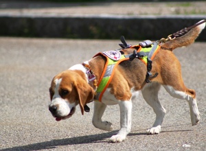 Einsatzfahrzeug für Suchhunde