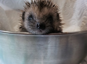 Igelrettung Ortenau braucht zwei Inkubatoren für kranke Igel