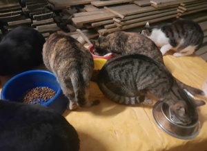 Futterstellen für Streunerkatzen und deren tierärztliche Versorgung