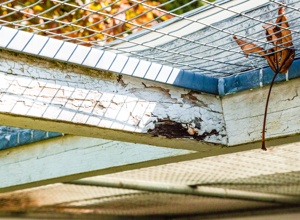 Tierheim- Katzen Außenbereich Sanierung