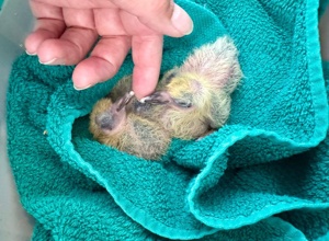 mehr Stadttaubenschläge für Aalen -  Tierschutz & eine saubere Stadt