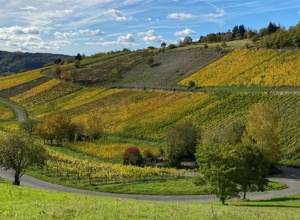 Weinwald Begegnungsort