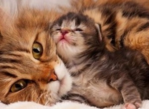 Kratzbäume für unsere Katzen