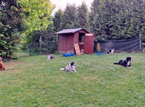 Doppelstabmattenzaun Hundefreunde