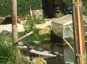 Schildkrötenhilfe