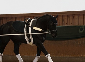 Neues Voltigierpferd für die SG Mauerbach