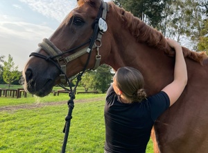 Zukunft auf vier Hufen