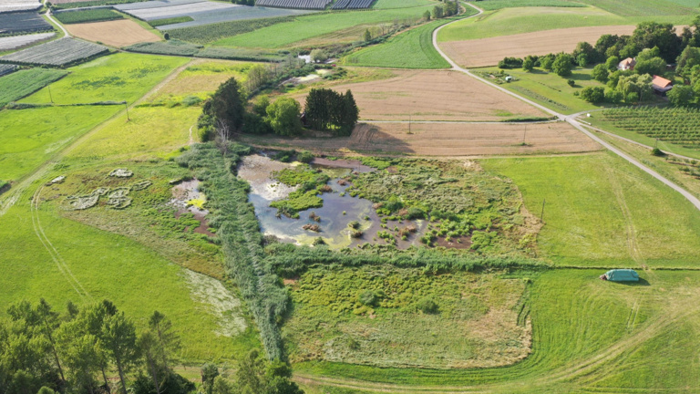 Beweidung mit Wasserbüffeln zum Artenschutz