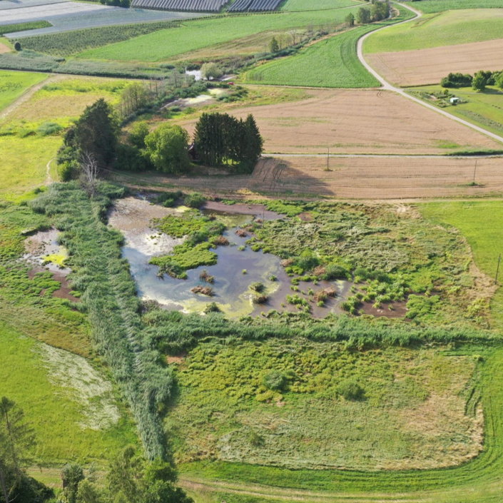 Beweidung mit Wasserbüffeln zum Artenschutz