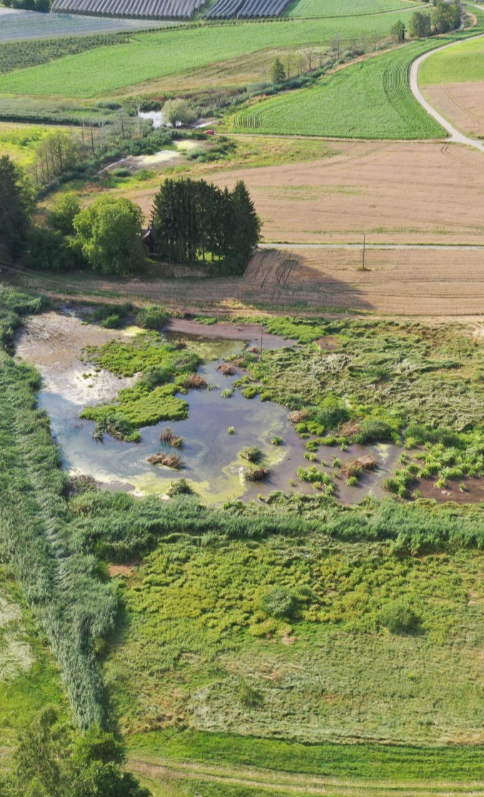 Beweidung mit Wasserbüffeln zum Artenschutz