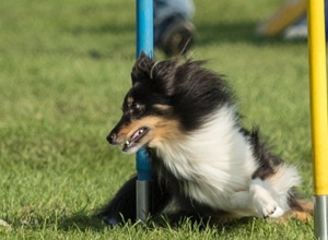 Video - Corona: Wir brauchen Agility-Equipment