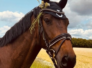 Neues Pferd für unseren Sport