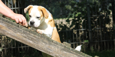 Hundegerätebrücken für die Hunde im Tierheim HS