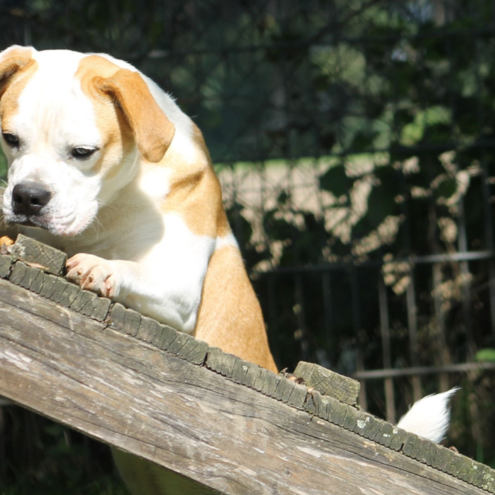 Hundegerätebrücken für die Hunde im Tierheim HS