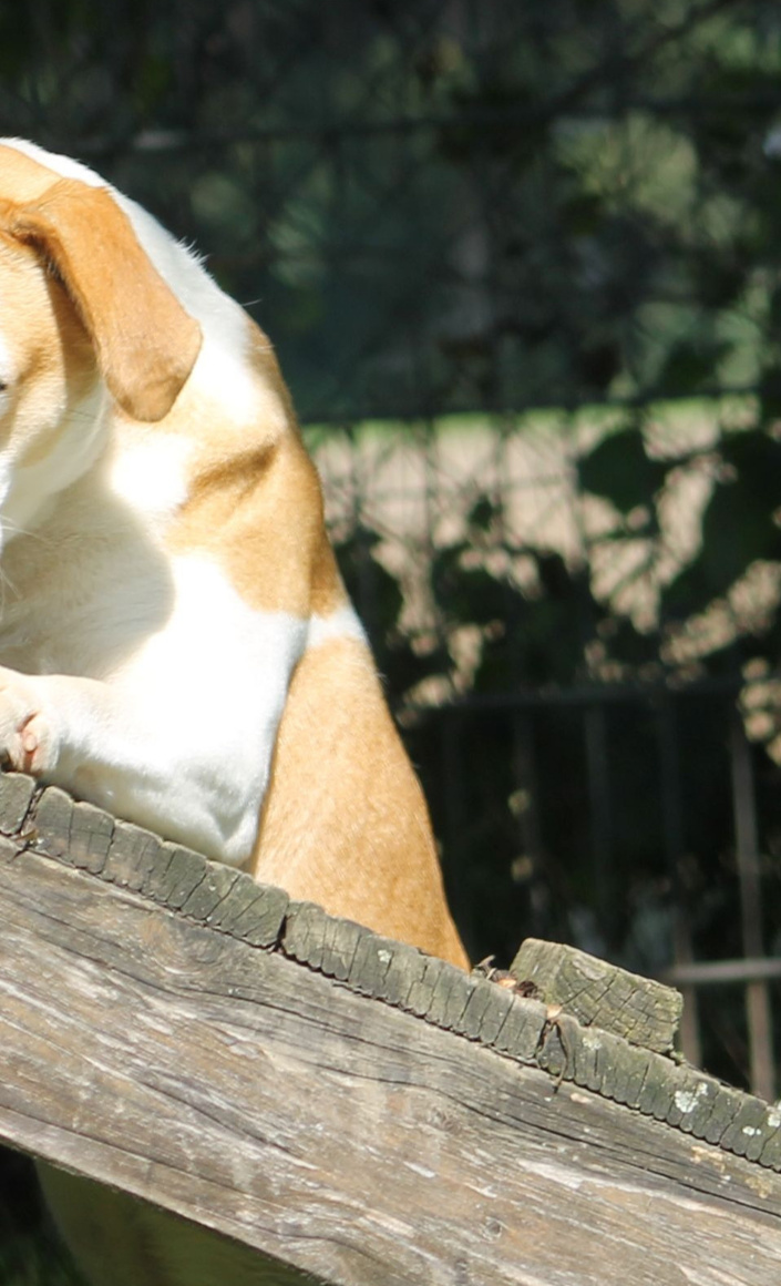 Hundegerätebrücken für die Hunde im Tierheim HS