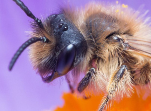Video - SOS der Bienen: Be happy - make a bee happy