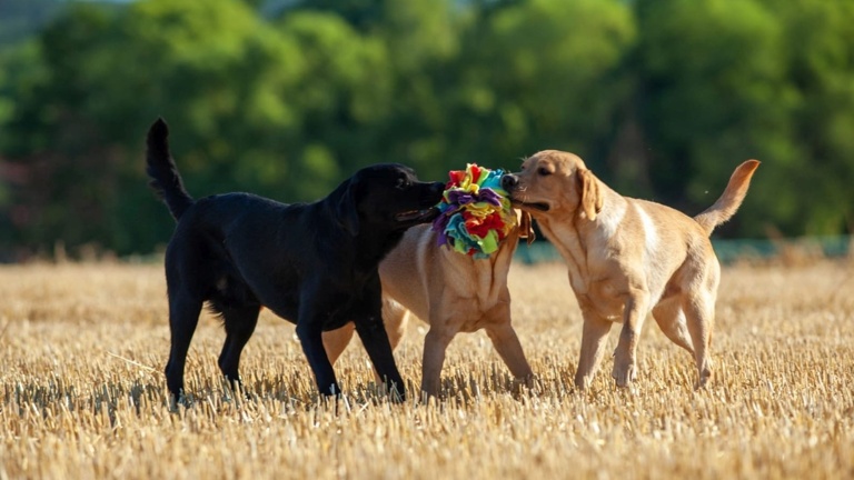Tierärztliche Eignungsuntersuchungen für 4 Labrador Geschwister